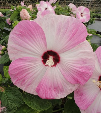 Rose Mallow Luna Pink Swirl